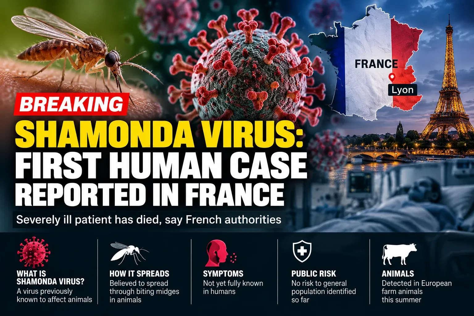 Editorial illustration showing Shamonda virus, a biting midge and France, for a report on the first known human case.